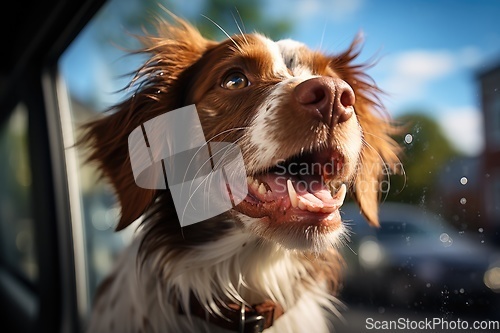 Image of Portrait of dog in hot car