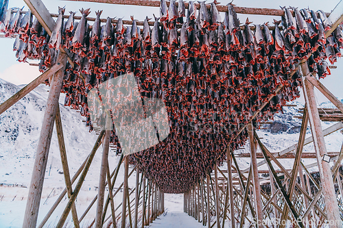 Image of Air drying of salmon on a wooden structure in the Scandinavian winter. Traditional way of preparing and drying fish in Scandinavian countries