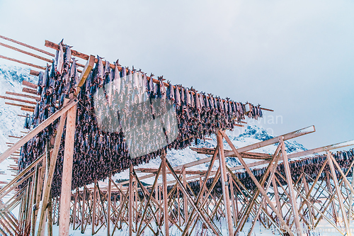 Image of Air drying of salmon on a wooden structure in the Scandinavian winter. Traditional way of preparing and drying fish in Scandinavian countries