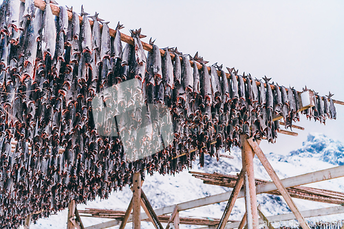 Image of Air drying of salmon on a wooden structure in the Scandinavian winter. Traditional way of preparing and drying fish in Scandinavian countries