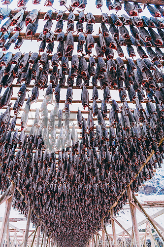 Image of Air drying of salmon on a wooden structure in the Scandinavian winter. Traditional way of preparing and drying fish in Scandinavian countries