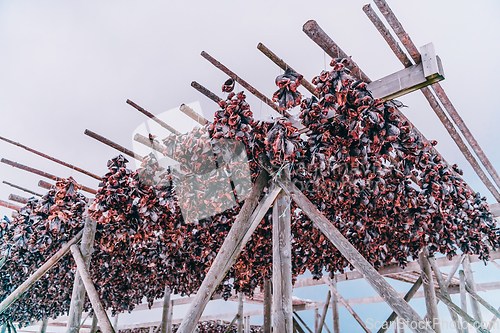 Image of Air drying of salmon on a wooden structure in the Scandinavian winter. Traditional way of preparing and drying fish in Scandinavian countries