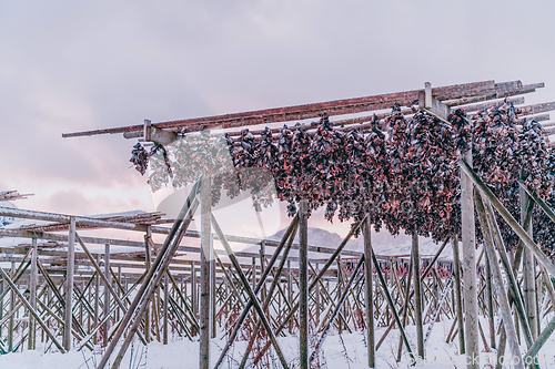 Image of Air drying of salmon on a wooden structure in the Scandinavian winter. Traditional way of preparing and drying fish in Scandinavian countries