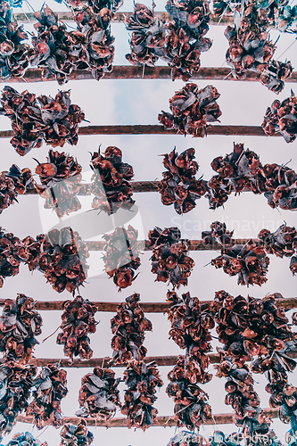 Image of Air drying of salmon on a wooden structure in the Scandinavian winter. Traditional way of preparing and drying fish in Scandinavian countries