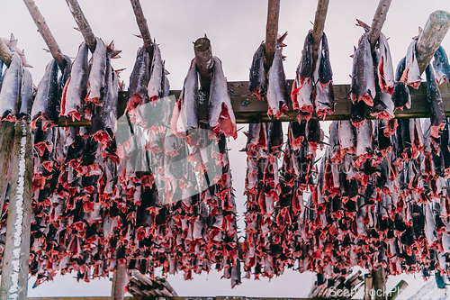 Image of Air drying of salmon on a wooden structure in the Scandinavian winter. Traditional way of preparing and drying fish in Scandinavian countries