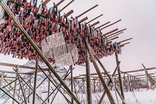 Image of Air drying of salmon on a wooden structure in the Scandinavian winter. Traditional way of preparing and drying fish in Scandinavian countries