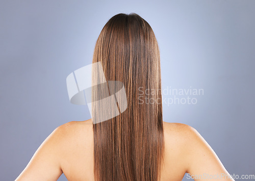 Image of Woman, beauty and hair in studio for texture, growth and healthy shine on blue background. Aesthetic female model back for haircare, self care and cosmetic results for salon or hairdresser treatment