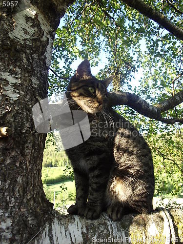 Image of Cat in the tree