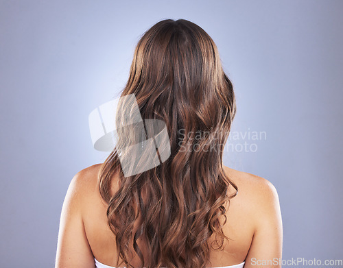 Image of Beauty, hair and back of a woman in studio for curls, growth and healthy texture on blue background. Aesthetic female model for hair care and cosmetic shine results for salon or hairdresser treatment