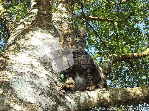 Image of Cat in the tree
