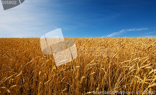 Image of Field of wheat