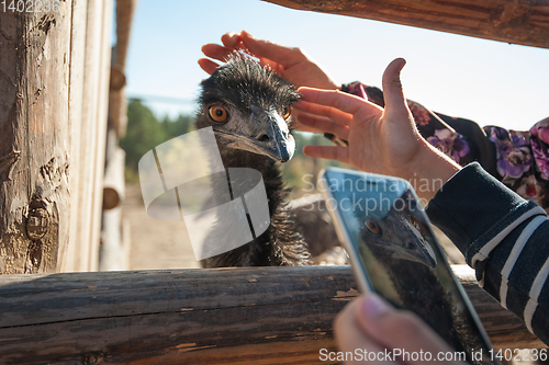 Image of Close up photo of a funny and cute ostrich