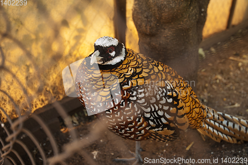 Image of Pheasant in the cage