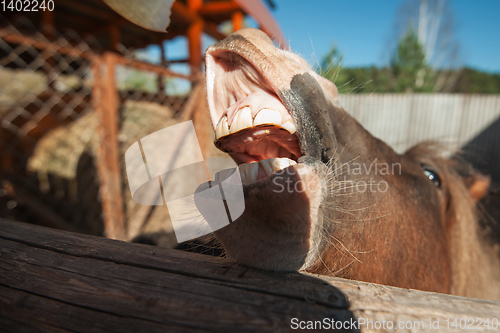 Image of grinning horse mouth and teeth