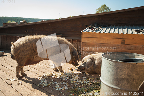 Image of Pigs on the farm.