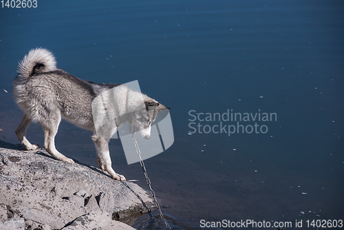 Image of Husky on the river bank