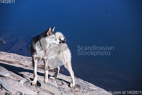 Image of Husky on the river bank