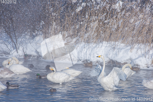 Image of Beautiful white whooping swans