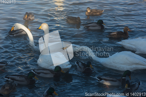 Image of Beautiful white whooping swans