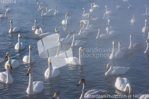 Image of Beautiful white whooping swans