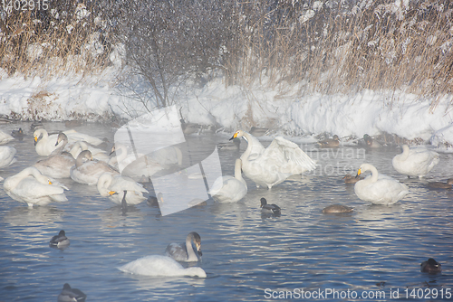 Image of Beautiful white whooping swans