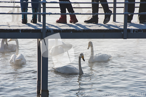 Image of Beautiful white whooping swans