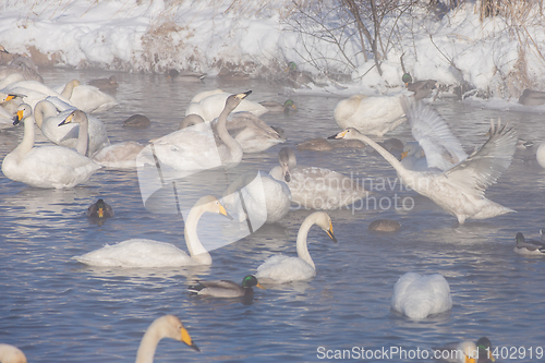 Image of Beautiful white whooping swans