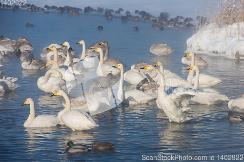 Image of Beautiful white whooping swans