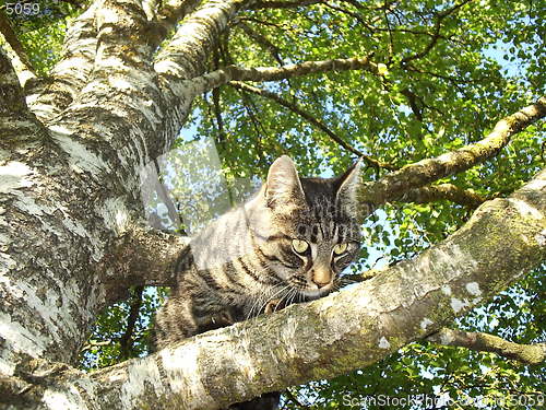 Image of Cat in the tree