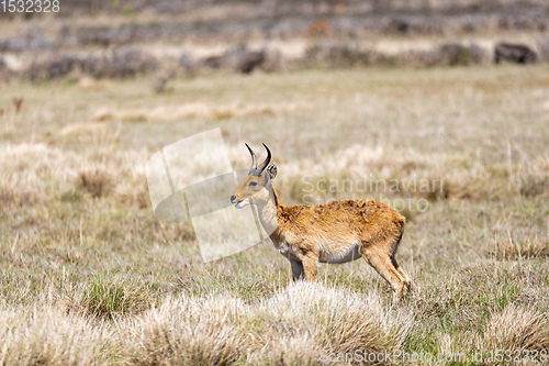 Image of antelope Bohor reedbuck, Bale mountain, Ethiopia