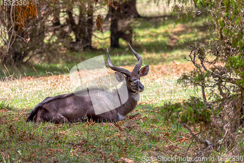 Image of endemic Mountain Nyala in ale mountains Ethiopia