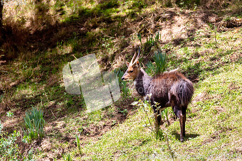 Image of male Menelik Bushbuck Bale Mountain, Ethiopia