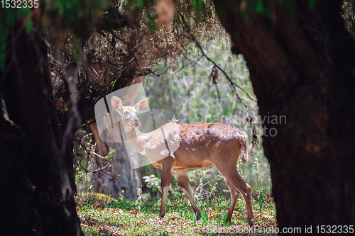 Image of endemic Mountain Nyala in ale mountains Ethiopia