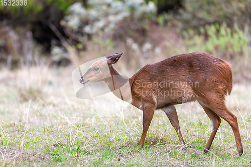 Image of endemic Mountain Nyala in ale mountains Ethiopia