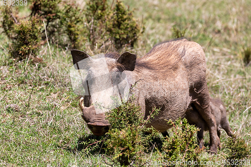 Image of Warthog family with baby piglets, Ethiopia