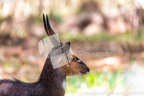 Image of male Menelik Bushbuck Bale Mountain, Ethiopia