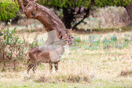 Image of endemic Mountain Nyala in ale mountains Ethiopia