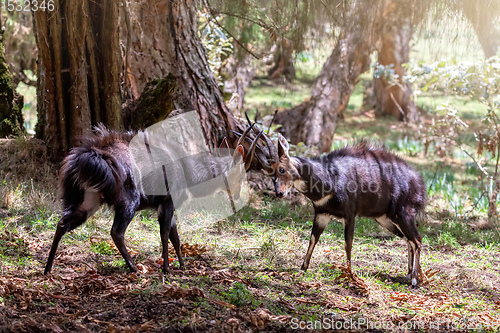 Image of Fighting two male Menelik Bushbuck Bale Mountain, Ethiopia