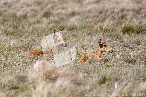 Image of antelope Bohor reedbuck, Bale mountain, Ethiopia