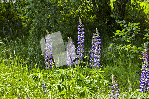 Image of blue lupine