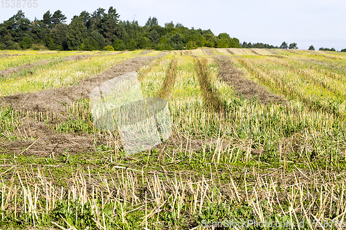 Image of rapeseed harvest