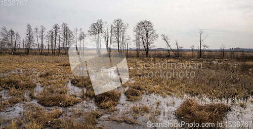 Image of swamp in winter, daytime