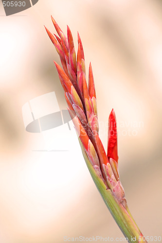 Image of Gladiolus