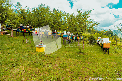 Image of Natural honey products photographed at a honey farm. Pollen, honey and various honey products