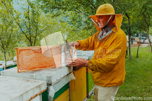 Image of Senior beekeeper checking how the honey production is progressing. Photo of a beekeeper with a comb of honey