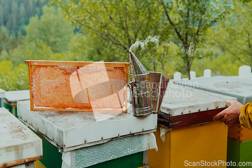 Image of Senior beekeeper checking how the honey production is progressing. Photo of a beekeeper with a comb of honey