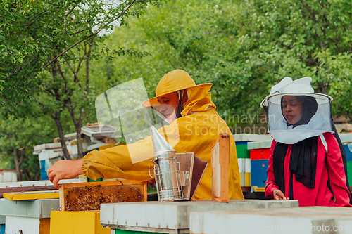 Image of Business partners with an experienced senior beekeeper checking the quality and production of honey at a large bee farm