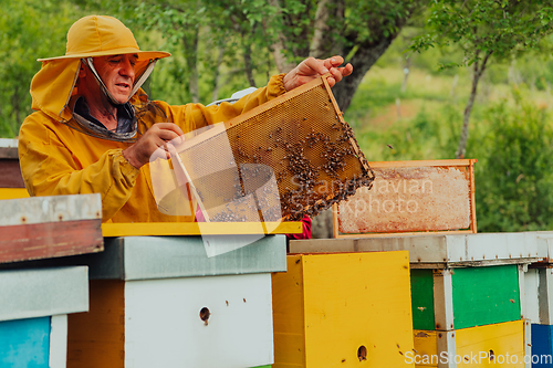 Image of Senior beekeeper checking how the honey production is progressing. Photo of a beekeeper with a comb of honey