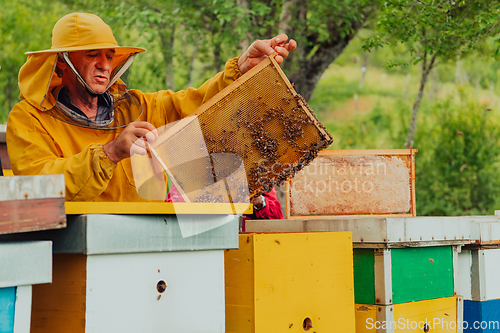 Image of Senior beekeeper checking how the honey production is progressing. Photo of a beekeeper with a comb of honey