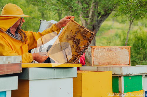 Image of Senior beekeeper checking how the honey production is progressing. Photo of a beekeeper with a comb of honey